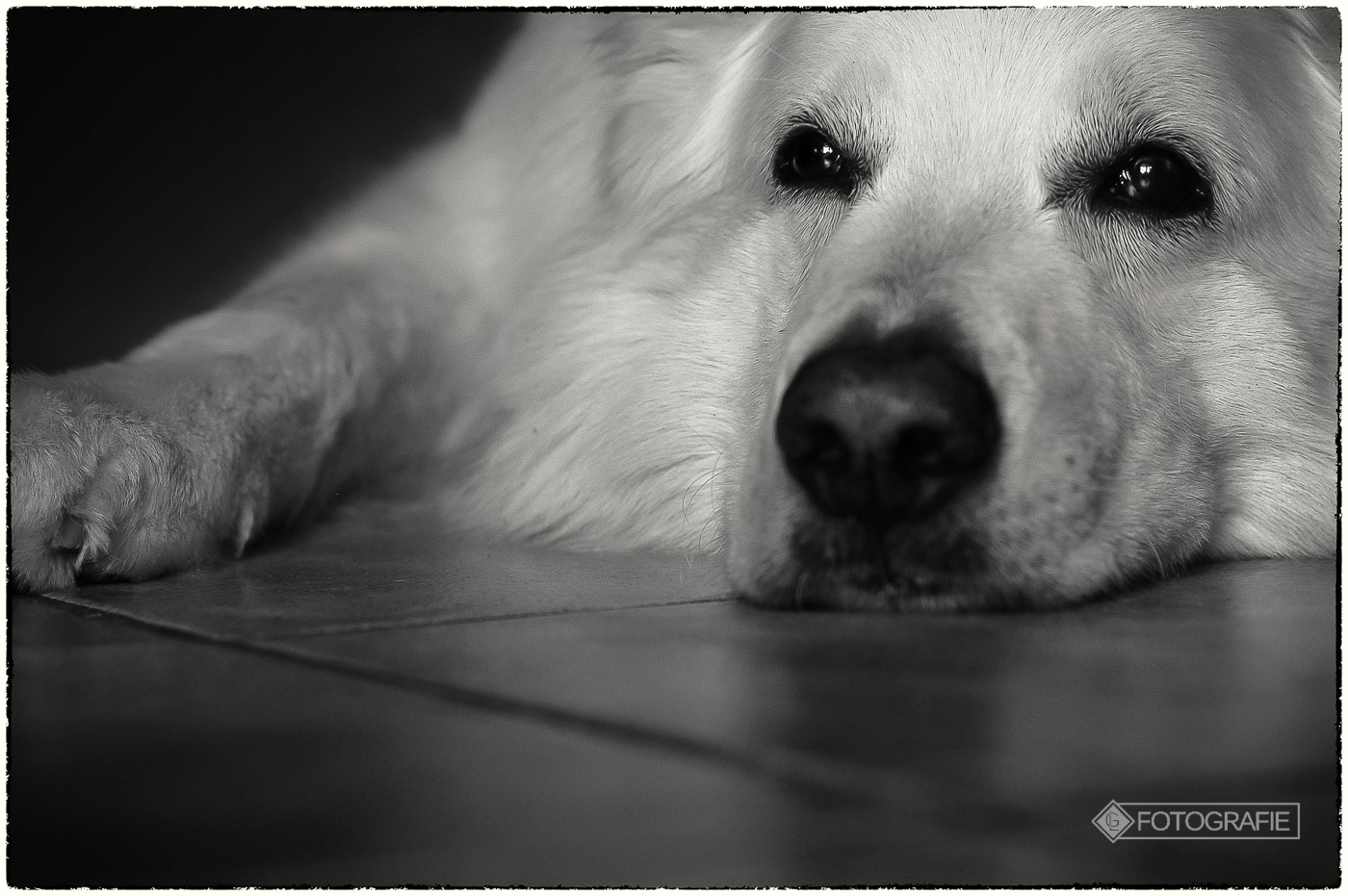 White shepherd 14